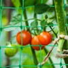 Trellis Net - Vaktop Cucumber Net with 50 Plant Ties,
