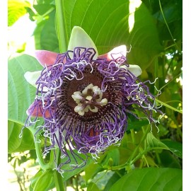 las marias 10 Seeds Giant Passionfruit, Giant Granadilla, Rare, Exotic, Delicious Fruit.