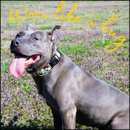 Country Brook Petz - Deluxe Spring Daisies Dog Collar - Made in The U.S.A. - Floral Collection Featuring Charming Designs (1 Inch, Large)