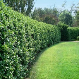 Ligustrum Waxleaf Privet | 1 Large Trade Gallon Size Plants | Blooming Evergreen Tree Privacy Hedge