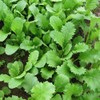Outsidepride Brassica Deer Greens Seeds for Deer Food Plots: Rape,