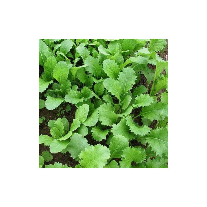 Outsidepride Brassica Deer Greens Seeds for Deer Food Plots: Rape,