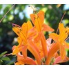 Cape Honeysuckle | 10 Live Plants | Tecomaria Capensis |