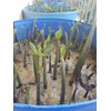 10 LIVE Mangroves - Red Mangrove Seedlings - Filtration, Aquarium,