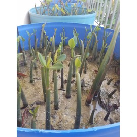 10 LIVE Mangroves - Red Mangrove Seedlings - Filtration, Aquarium, Reef, Tank, Saltwater, Aquatic, Plants
