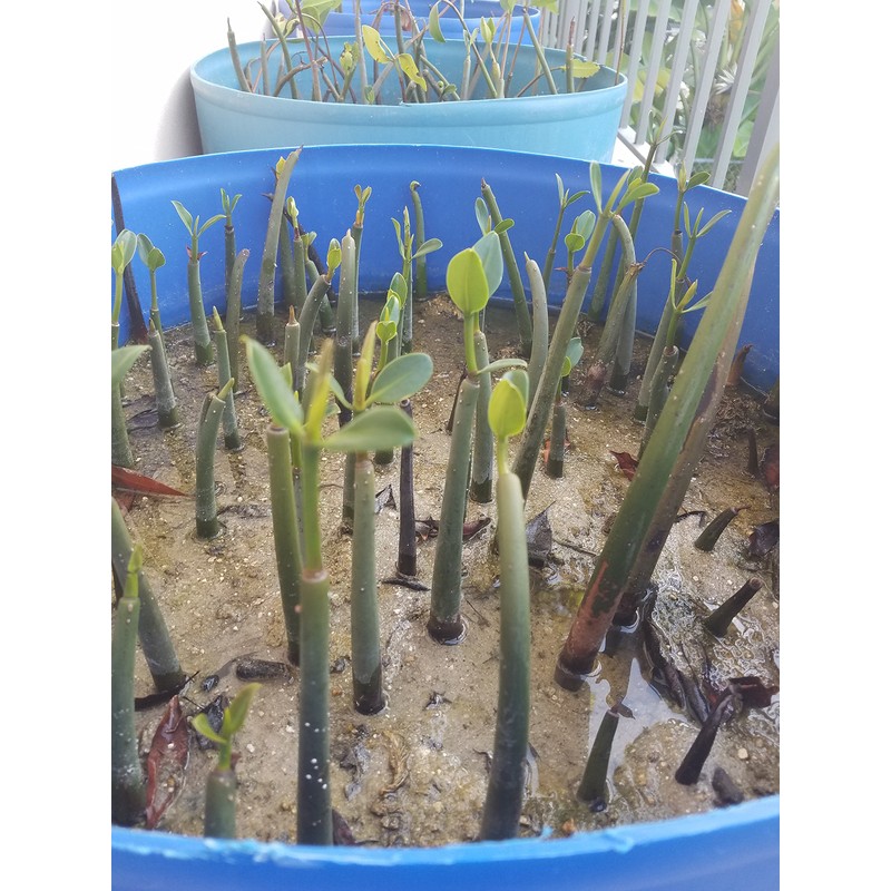 10 LIVE Mangroves - Red Mangrove Seedlings - Filtration, Aquarium,