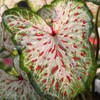 Caladium Gingerland, (10 Bulbs). Fancy, Decorative Shade-Loving Foliage