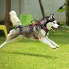 PoyPet No Pull Dog Harness, No Choke Front Clip Reflective