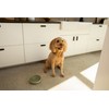 Slow Feeder Dog Bowl: The Slowdown Bowl is A Modern,