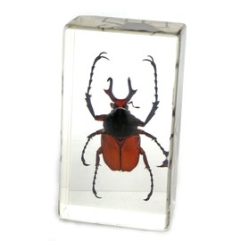Antler Horned Beetle Paperweight (1 5/8 x 2 7/8 x 1)