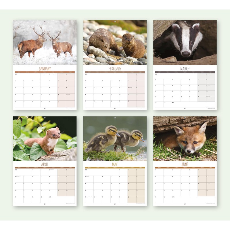 2026 A4 British Wildlife Calendar UK. One Month to View.