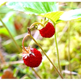 Seeds Wild Strawberry Regina 100+ Seeds to Grow Perennial Plant