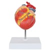 Axis Scientific 2-Part Life-Size Canine Heart Anatomy Model - Detailed