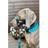 Big Dog Styles Head Collar. Made in UK for Large