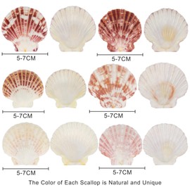 Wirow 50Pcs Flat Colorful Seashells 4-5cm Mixed Bulk Scallop Shells for DIY Crafts, Wedding Decor, Home & Party Decoration,Fish Tank,Vase Filler