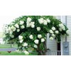 Phantom Hydrangea Paniculata - Live Plant Shipped 2 to 3