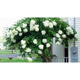 Phantom Hydrangea Paniculata - Live Plant Shipped 2 to 3 Feet Tall by DAS Farms (No California)