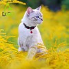 DOCO Reflective Adjustable Breakaway Nylon Cat Collar with Safety Buckle