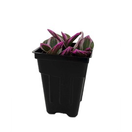 Rare Nanouk Pink Tradescantia - 2.5" Pot - Collector's Series