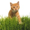 Non-GMO, Thunder Acres Premium Wheat Seed, Cat Grass Seed, Wheatgrass,