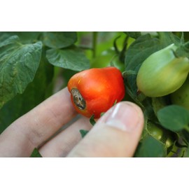 TrueNute Calcium Chloride 16 Ounces, for Calcium Deficiency in All Plants, Will Stop Blossum End Rot, Leaf Tip Burn, Deformed New Shoots and Leaf Tips and Distorted and Or Curl at Leaf Tips