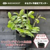 Nesekt Nonwoven Planter Cloth Pot, Home Garden, Vegetable Growing, 6