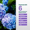 Hydrangea Fertilizer for Lush Growth, Strong Stems & Vibrant Blooms,