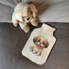 'Shih Tzu' Hot Water Bottle Cover (HW00031800)