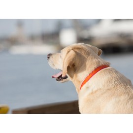 LupinePet Club 1" Sunset Orange for Medium and Large Dogs