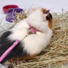 HOKABLE 2 Pack Adjustable Hamster Leash Harness for Harness for