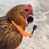 HEBYJO 3pcs 3D Printed Chicken Arm to Put on Chickens,