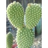 Cactus BUNNY EARS CACTUS OPUNTIA MICRODASYS 5 Pads For $11.00