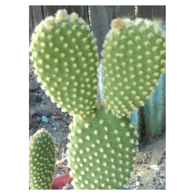Cactus BUNNY EARS CACTUS OPUNTIA MICRODASYS 5 Pads For $11.00