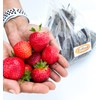 Strawberry Evie-2 Bare Root Plants 25 Count - Ever Bearing