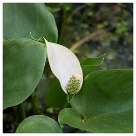 Everwilde Farms - 1 Oz Arrow Arum Native Wildflower Seeds - Gold Vault