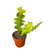 USKC Live Cactus Plants Fishbone Cactus (2.5" Pot)