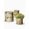 Serene Spaces Living 4.5" White Birch Bark Vase - Size: