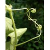 Wilde Aardappel Tubers- Wild Edible Vine - Delicious Roots, Shoots,