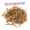 Manna Pro Mealworm Munchies, 30 oz