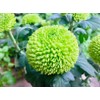 100PCS Mixed Color Pompon Chrysanthemum Seeds Pompon Mum Courtyard Flower