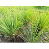 Lemon Grass Cymbopogon citratus Herb Tea Premium Seed Packet for