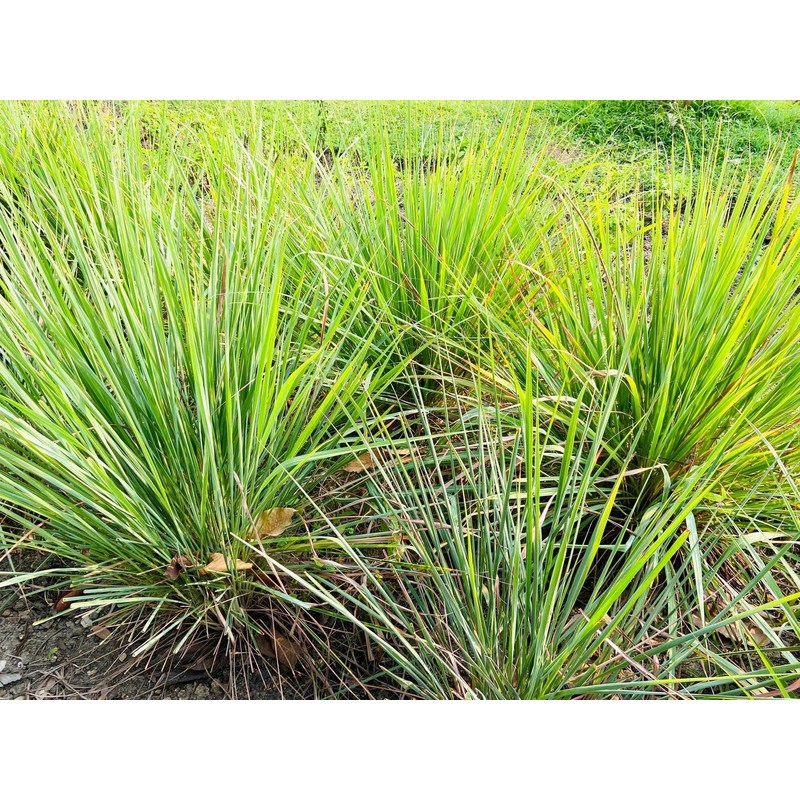 Lemon Grass Cymbopogon citratus Herb Tea Premium Seed Packet for