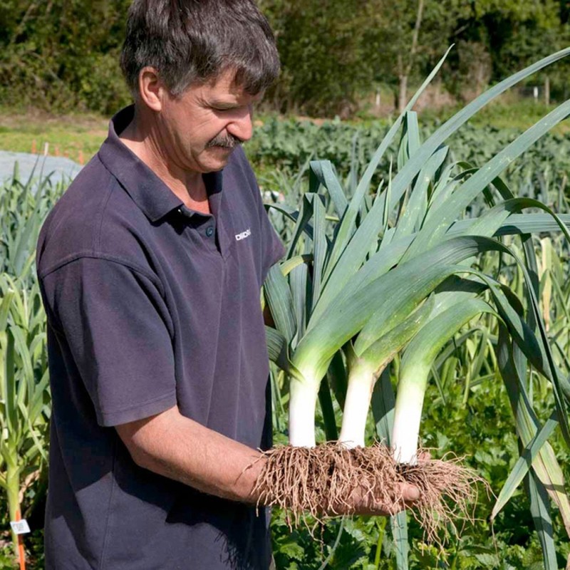 KIRA SEEDS - Seeds Leek Autumn Giant Onion - Heirloom
