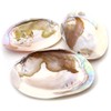 Pearl Shell Purifying Dish, Sold as 1 Pan, Trinket Box,