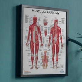 16 PACK Human Anatomy Poster Set, LAMINATED, Anatomy and Physiology, 17.3 x 22.5 Inches, Organ and Body System Diagrams, Anatomical Charts for Education Learning and Students