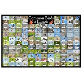 Where's Wildlife Birds of Illinois Bird Chart - Nature Collage Bird Poster | 136 Bird Species Identified | Backyard Bird Guide (12" x 18")
