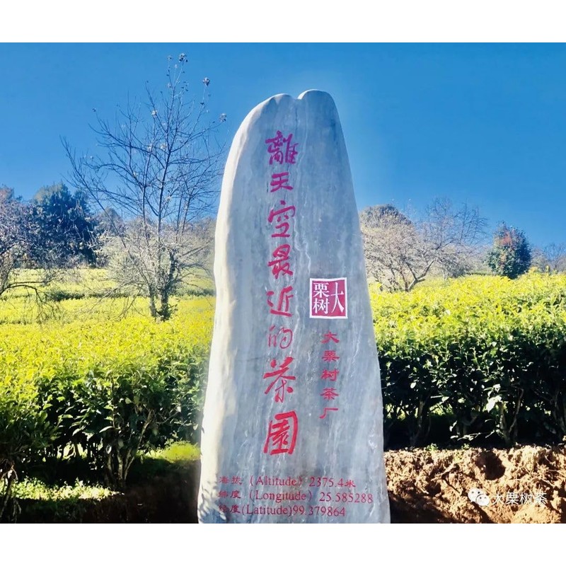 Da Li Shu Green Tea - Yellow Pack - Loose