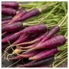 Everwilde Farms - 1/4 Lb Cosmic Purple Carrot Seeds -