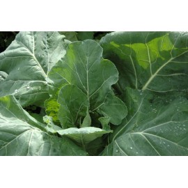 Home Grown Collards Champion HEIRLOOM 100+ seeds 100% organic Non GMO Grown in USA