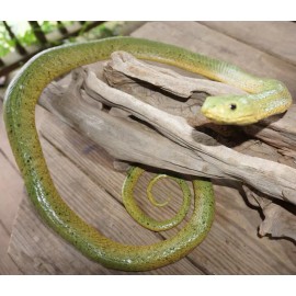 Large Realistic Green Snake Replica - Rubber